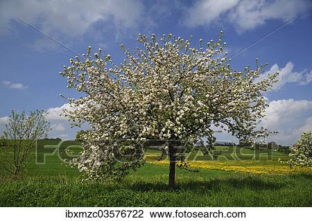 "Blossoming Apple Tree (Malus domesticus) on a meadow, Pettensiedel, Igensdorf, Upper Franconia, Bavaria, Germany, Europe" View Large Photo Image Stock Image - "Blossoming Apple Tree (Malus domesticus) on a meadow, Pettensiedel, Igensdorf, Upper Franconia, Bavaria, Germany, Europe". Fotosearch