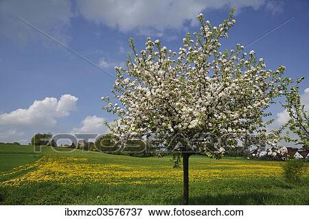 "Blossoming Apple Tree (Malus domesticus), dandelion meadow village of Pettensiedel at back, Pettensiedel, Igensdorf, Upper Franconia, Bavaria, Germany, Europe" View Large Photo Image Stock Photo - "Blossoming Apple Tree (Malus domesticus), dandelion meadow village of Pettensiedel at back, Pettensiedel, Igensdorf, Upper Franconia, Bavaria, Germany, Europe". Fotosearch