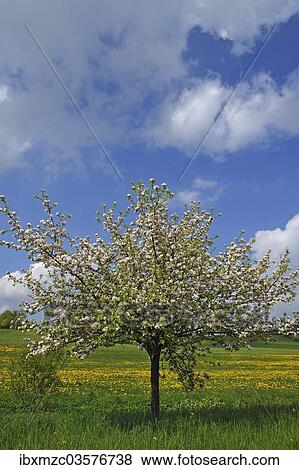 "Blossoming Apple Tree (Malus domesticus), dandelion meadow village of Pettensiedel at back, Pettensiedel, Igensdorf, Upper Franconia, Bavaria, Germany, Europe" View Large Photo Image Stock Photo - "Blossoming Apple Tree (Malus domesticus), dandelion meadow village of Pettensiedel at back, Pettensiedel, Igensdorf, Upper Franconia, Bavaria, Germany, Europe". Fotosearch
