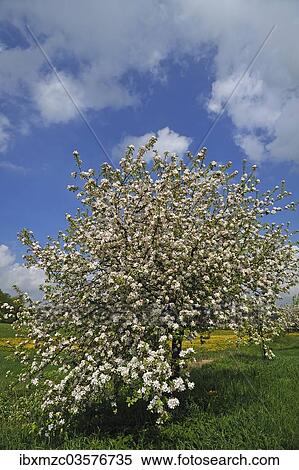 "Blossoming Apple Tree (Malus domesticus) on a meadow, Pettensiedel, Igensdorf, Upper Franconia, Bavaria, Germany, Europe" View Large Photo Image Stock Photography - "Blossoming Apple Tree (Malus domesticus) on a meadow, Pettensiedel, Igensdorf, Upper Franconia, Bavaria, Germany, Europe". Fotosearch