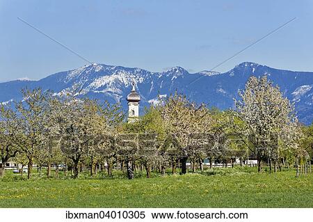 "Blossoming apple trees, Church of St. Lawrence, Wiechs, Bad Feilnbach, Hochries mountain at the back, Upper Bavaria, Bavaria, Germany, Europe" View Large Photo Image Stock Photography - "Blossoming apple trees, Church of St. Lawrence, Wiechs, Bad Feilnbach, Hochries mountain at the back, Upper Bavaria, Bavaria, Germany, Europe". Fotosearch