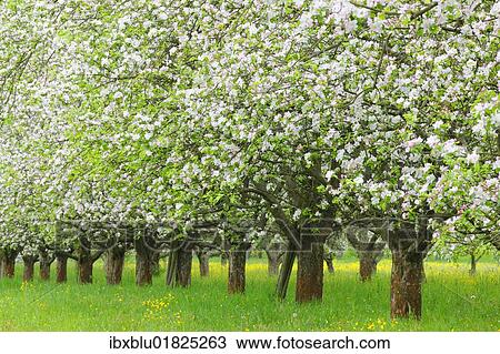 Stock Image - Blossoming apple trees in spring. Fotosearch
