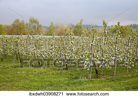"Blossoming Apple Trees (Malus) in an orchard, Meersburg, Baden-Wurttemberg, Germany, Europe" View Large Photo Image Stock Image - "Blossoming Apple Trees (Malus) in an orchard, Meersburg, Baden-Wurttemberg, Germany, Europe". Fotosearch