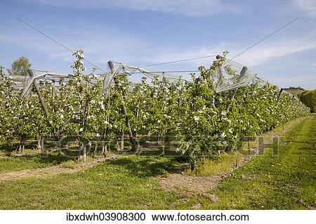 "Blossoming Apple Trees (Malus) in an orchard, Meersburg, Baden-Wurttemberg, Germany, Europe" View Large Photo Image Stock Image - "Blossoming Apple Trees (Malus) in an orchard, Meersburg, Baden-Wurttemberg, Germany, Europe". Fotosearch