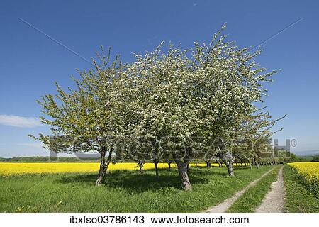"Blossoming Apple Trees (Malus domestica), Thuringia, Germany, Europe" View Large Photo Image Stock Image - "Blossoming Apple Trees (Malus domestica), Thuringia, Germany, Europe". Fotosearch