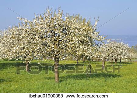 "Blossoming apple trees on Lake Constance, Baden-Wuerttemberg, Germany, Europe" View Large Photo Image Stock Photo - "Blossoming apple trees on Lake Constance, Baden-Wuerttemberg, Germany, Europe". Fotosearch