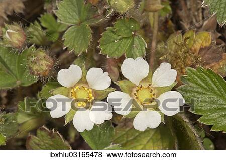 "Blossoming Barren Strawberry (Potentilla sterilis), Untergroningen, Abtsgmuend, Baden-Wurttemberg, Germany, Europe" View Large Photo Image Stock Photo - "Blossoming Barren Strawberry (Potentilla sterilis), Untergroningen, Abtsgmuend, Baden-Wurttemberg, Germany, Europe". Fotosearch