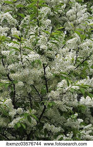 "Blossoming Bird Cherry or Hackberry (Prunus padus), Egloffstein, Upper Franconia, Bavaria, Germany, Europe" View Large Photo Image Picture - "Blossoming Bird Cherry or Hackberry (Prunus padus), Egloffstein, Upper Franconia, Bavaria, Germany, Europe". Fotosearch