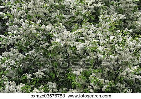 "Blossoming Bird Cherry or Hackberry (Prunus padus), Egloffstein, Upper Franconia, Bavaria, Germany, Europe" View Large Photo Image Stock Image - "Blossoming Bird Cherry or Hackberry (Prunus padus), Egloffstein, Upper Franconia, Bavaria, Germany, Europe". Fotosearch