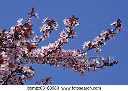 "Blossoming branches of a Purple-leaved Cherry-plum (Prunus cerasifera nigra) against a blue sky, Eckental, Middle Franconia, Bavaria, Germany, Europe" View Large Photo Image Stock Image - "Blossoming branches of a Purple-leaved Cherry-plum (Prunus cerasifera nigra) against a blue sky, Eckental, Middle Franconia, Bavaria, Germany, Europe". Fotosearch