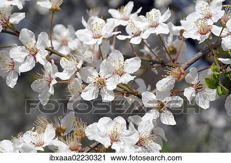 "Blossoming Cherry (Prunus avium), Ukraine, Eastern Europe, Europe" View Large Photo Image Stock Image - "Blossoming Cherry (Prunus avium), Ukraine, Eastern Europe, Europe". Fotosearch