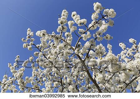 Stock Photography - "Blossoming cherry tree, Bursa Province, Marmara Region, Turkey, Asia". Fotosearch