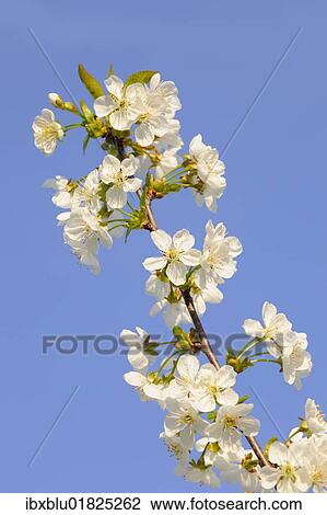 "Blossoming cherry tree, detail view of branch" View Large Photo Image Stock Image - "Blossoming cherry tree, detail view of branch". Fotosearch