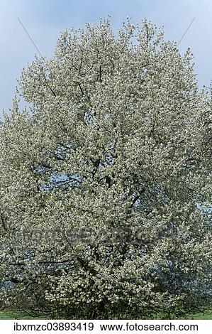 Stock Photo - "Blossoming Cherry tree (Prunus avium), Middle Franconia, Bavaria, Germany, Europe". Fotosearch