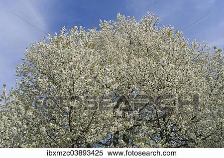 Stock Photography - "Blossoming Cherry tree (Prunus avium), Middle Franconia, Bavaria, Germany, Europe". Fotosearch