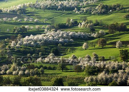 "Blossoming cherry trees, Obereggenen, Markgraflerland, Black Forest, Baden-Wurttemberg, Germany, Europe" View Large Photo Image Picture - "Blossoming cherry trees, Obereggenen, Markgraflerland, Black Forest, Baden-Wurttemberg, Germany, Europe". Fotosearch