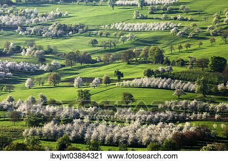 "Blossoming cherry trees, Obereggenen, Markgraflerland, Black Forest, Baden-Wurttemberg, Germany, Europe" View Large Photo Image Stock Image - "Blossoming cherry trees, Obereggenen, Markgraflerland, Black Forest, Baden-Wurttemberg, Germany, Europe". Fotosearch