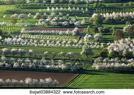 "Blossoming cherry trees, Obereggenen, Markgraflerland, Black Forest, Baden-Wurttemberg, Germany, Europe" View Large Photo Image Stock Image - "Blossoming cherry trees, Obereggenen, Markgraflerland, Black Forest, Baden-Wurttemberg, Germany, Europe". Fotosearch