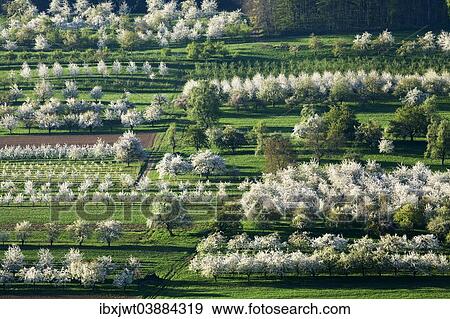 "Blossoming cherry trees, Obereggenen, Markgraflerland, Black Forest, Baden-Wurttemberg, Germany, Europe" View Large Photo Image Stock Photo - "Blossoming cherry trees, Obereggenen, Markgraflerland, Black Forest, Baden-Wurttemberg, Germany, Europe". Fotosearch
