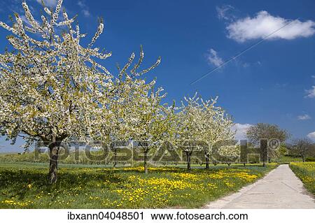 "Blossoming Cherry Trees (Prunus avium) on a Dandelion meadow (Taraxacum officinale), Southern Palatinate, Palatinate, Rhineland-Palatinate, Germany, Europe" View Large Photo Image Stock Image - "Blossoming Cherry Trees (Prunus avium) on a Dandelion meadow (Taraxacum officinale), Southern Palatinate, Palatinate, Rhineland-Palatinate, Germany, Europe". Fotosearch