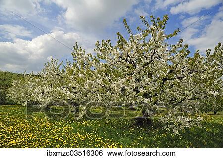 Stock Photograph - "Blossoming Cherry Trees (Prunus avium) on a meadow of Dandelions (Taraxacum sect. Ruderalia), Weissenohe, Franconian Switzerland, Upper Franconia, Bavaria, Germany, Europe". Fotosearch