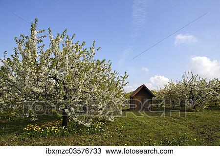 Stock Image - "Blossoming Cherry Trees (Prunus avium), cherry orchard with a shed, Kappel, Upper Franconia, Bavaria, Germany, Europe". Fotosearch