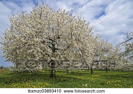 Stock Image - "Blossoming Cherry trees (Prunus avium), Nuschelberg, Middle Franconia, Bavaria, Germany, Europe". Fotosearch