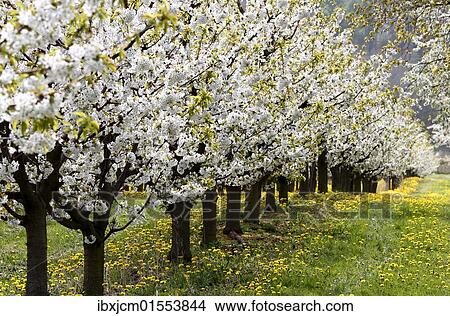 "Blossoming cherry trees, Thuringia, Germany, Europe" View Large Photo Image Picture - "Blossoming cherry trees, Thuringia, Germany, Europe". Fotosearch
