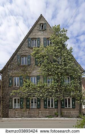 "Blossoming espalier Pear (Pyrus) on the facade of an old farmhouse, Tauchersreuth, Middle Franconia, Bavaria, Germany, Europe" View Large Photo Image Picture - "Blossoming espalier Pear (Pyrus) on the facade of an old farmhouse, Tauchersreuth, Middle Franconia, Bavaria, Germany, Europe". Fotosearch