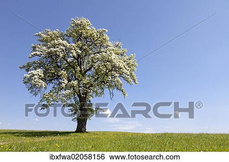 "Blossoming fruit tree in a meadow, Mostviertel, Must Quarter, Lower Austria, Austria, Europe" View Large Photo Image Stock Photograph - "Blossoming fruit tree in a meadow, Mostviertel, Must Quarter, Lower Austria, Austria, Europe". Fotosearch
