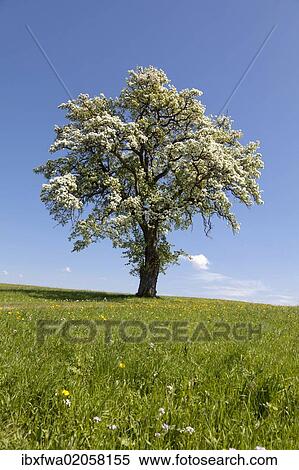 Stock Photography - "Blossoming fruit tree in a meadow, Mostviertel, Must Quarter, Lower Austria, Austria, Europe". Fotosearch