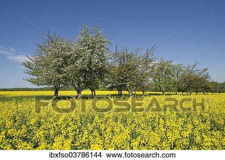 Picture - "Blossoming fruit trees at a rapeseed field (Brassica napus) in flower, Thuringia, Germany, Europe". Fotosearch