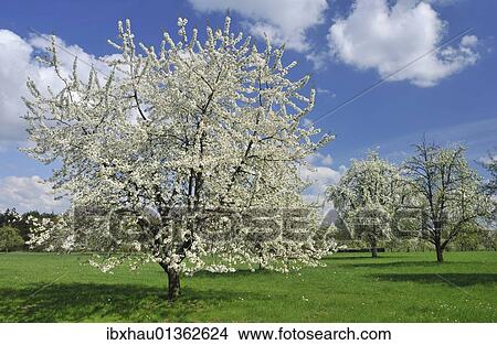 Blossoming fruit trees in spring View Large Photo Image Picture - Blossoming fruit trees in spring. Fotosearch