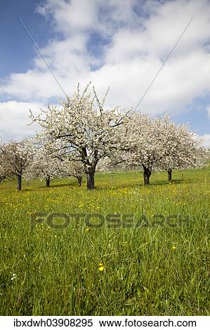 "Blossoming fruit trees, Lake Constance Region, Baden-Wurttemberg, Germany, Europe" View Large Photo Image Stock Photography - "Blossoming fruit trees, Lake Constance Region, Baden-Wurttemberg, Germany, Europe". Fotosearch