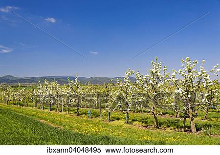 Stock Photography - "Blossoming fruit trees, Southern Palatinate, Palatinate, Rhineland-Palatinate, Germany, Europe". Fotosearch