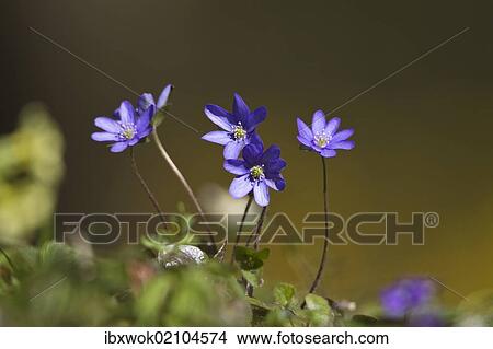"Blossoming Hepatica, Liverwort (Hepatica nobilis), Germany, Europe" View Large Photo Image Picture - "Blossoming Hepatica, Liverwort (Hepatica nobilis), Germany, Europe". Fotosearch