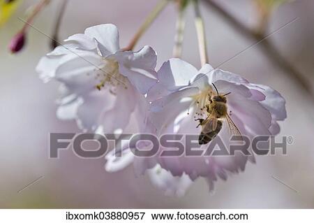 Blossoming Japanese Cherry (Prunus serrulata) with a bee View Large Photo Image Stock Photo - Blossoming Japanese Cherry (Prunus serrulata) with a bee. Fotosearch