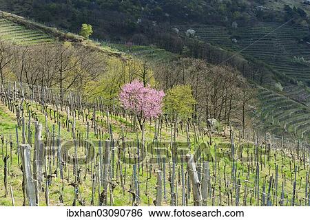 "Blossoming peach tree (Prunus persica) in a vineyard, Wachau, Lower Austria, Austria, Europe" View Large Photo Image Stock Photograph - "Blossoming peach tree (Prunus persica) in a vineyard, Wachau, Lower Austria, Austria, Europe". Fotosearch