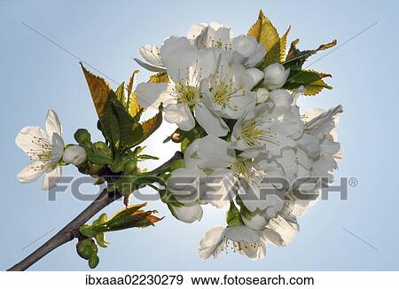 "Blossoming Peach tree (Prunus persica), Ukraine, Eastern Europe, Europe" View Large Photo Image Stock Photo - "Blossoming Peach tree (Prunus persica), Ukraine, Eastern Europe, Europe". Fotosearch