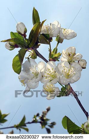 "Blossoming Peach tree (Prunus persica), Ukraine, Eastern Europe, Europe" View Large Photo Image Stock Photo - "Blossoming Peach tree (Prunus persica), Ukraine, Eastern Europe, Europe". Fotosearch