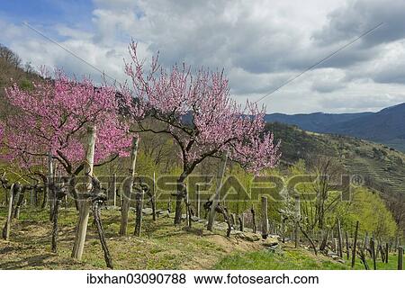 "Blossoming peach trees (Prunus persica) in a vineyard, Wachau, Lower Austria, Austria, Europe" View Large Photo Image Stock Photo - "Blossoming peach trees (Prunus persica) in a vineyard, Wachau, Lower Austria, Austria, Europe". Fotosearch