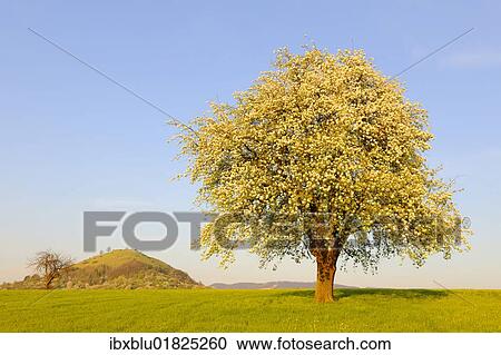 "Blossoming pear tree near Kirchheim unter Teck and Limburg, Baden-Wuerttemberg, Germany, Europe" View Large Photo Image Stock Image - "Blossoming pear tree near Kirchheim unter Teck and Limburg, Baden-Wuerttemberg, Germany, Europe". Fotosearch