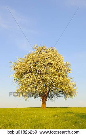 Blossoming pear tree View Large Photo Image Stock Photo - Blossoming pear tree. Fotosearch