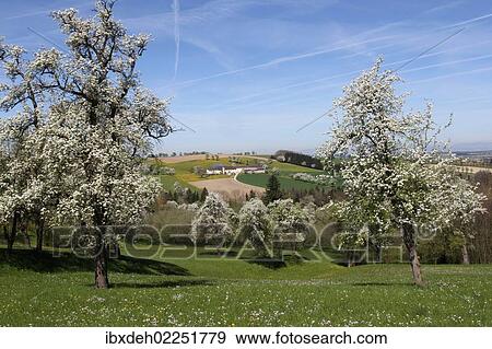 "Blossoming pear trees (Pyrus communis), Mostviertel, Must Quarter, Lower Austria, Austria, Europe" View Large Photo Image Stock Photo - "Blossoming pear trees (Pyrus communis), Mostviertel, Must Quarter, Lower Austria, Austria, Europe". Fotosearch