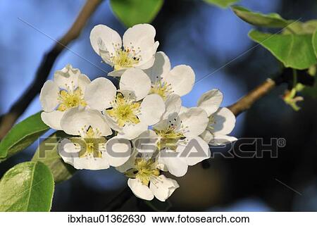 "Blossoms, Apple tree (Malus)" View Large Photo Image Stock Image - "Blossoms, Apple tree (Malus)". Fotosearch