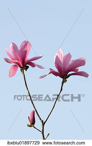 "Blossoms of a magnolia (Magnolia), Heaven Scent species" View Large Photo Image Stock Photo - "Blossoms of a magnolia (Magnolia), Heaven Scent species". Fotosearch