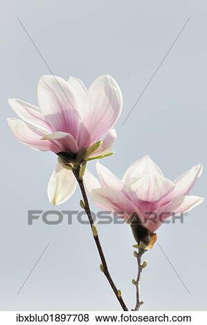 Stock Photo - "Blossoms of a saucer magnolia (Magnolia x soulangeana), Amabilis cultivar". Fotosearch