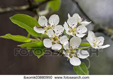 Stock Image - "Blossoms of a Stuttgart Gaishirtl or Geishirtle Pear Tree (Pyrus communis), Stuttgart, Baden-Wurttemberg, Germany, Europe". Fotosearch