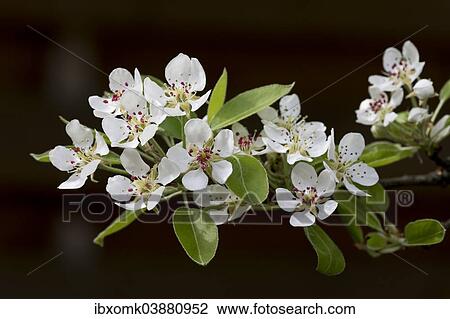 "Blossoms of a Stuttgart Gaishirtl or Geishirtle Pear Tree (Pyrus communis), Stuttgart, Baden-Wurttemberg, Germany, Europe" View Large Photo Image Stock Image - "Blossoms of a Stuttgart Gaishirtl or Geishirtle Pear Tree (Pyrus communis), Stuttgart, Baden-Wurttemberg, Germany, Europe". Fotosearch