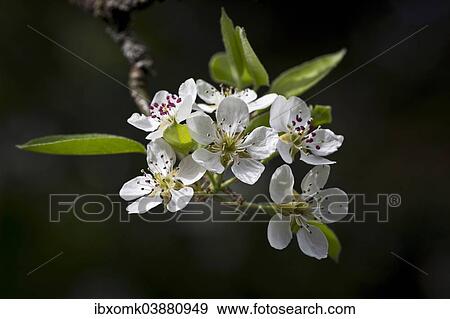 "Blossoms of a Stuttgart Gaishirtl or Geishirtle Pear Tree (Pyrus communis), Stuttgart, Baden-Wurttemberg, Germany, Europe" View Large Photo Image Stock Photo - "Blossoms of a Stuttgart Gaishirtl or Geishirtle Pear Tree (Pyrus communis), Stuttgart, Baden-Wurttemberg, Germany, Europe". Fotosearch